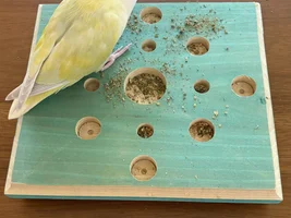 Foraging toys