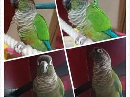 My new green cheek