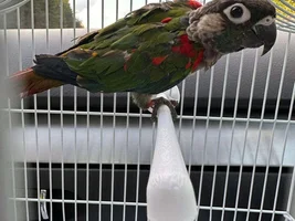 Bringing home a new green cheek conure