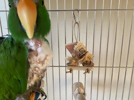 Has anyone lost feathers around the nostrils of their parrot?