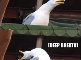 memes of your birdie baby