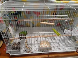 Roxy chewing the paint off the cage bars