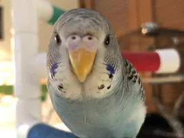 Happy Hatchday, Apollo!