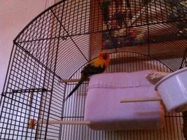 Is the bird age correct