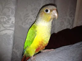 Question about beaks