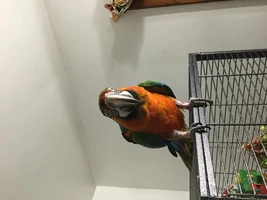 New Macaw Owner