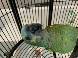 Amazon feather loss around eyes