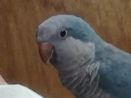 New Addition to Flock