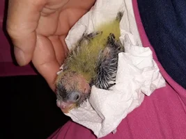 Worried Bird Mom