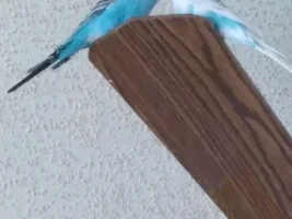 Budgie Appreciation