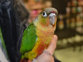A new addition to the family