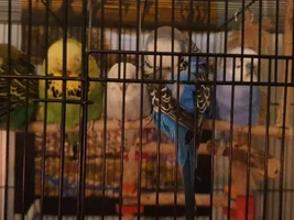 It's been a year... I still miss him