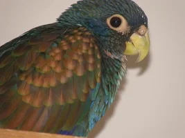 Newbie pionus