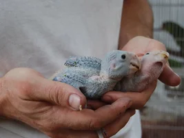 Lilac crown chicks pics