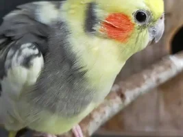 Cockatiel Personalities :: got any stories?!