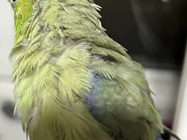 Plucking feathers and being aggressive?