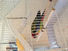 New Member, what breed is our parrot? Please help!