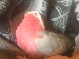 Charlie a re-home with a few annoying quirks...
