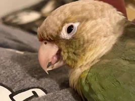 Beak overgrowth?!?