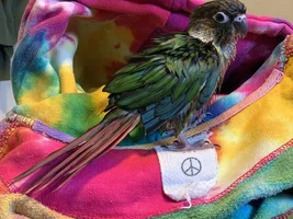 Wet birdies!