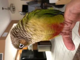 Sudden Aggression