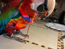 Who Has The Most Birds!!!