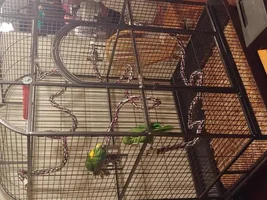 New rescues.