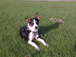 What Do You Feed Your Dog/Dogs?