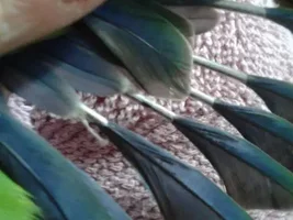 Primary Flight Feathers