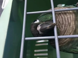 Conure beak help