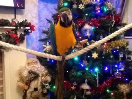 December POTM Contest