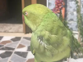 How do I know if my parrot is plucking or molting?