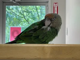 Brand new hopeful bird parent. cape parrot (brown neck) in the lead but soooo little information.  Help please!