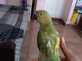 Help me identify the species
