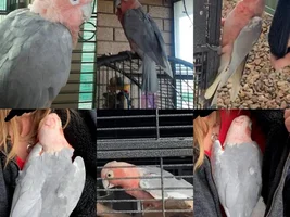 New Member with a Galah x Corella Hybrid