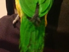 Feather concerns?