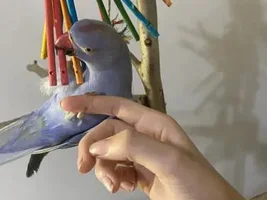 Show me your silly birds!