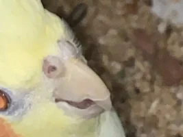 Something wrong with her nose?
