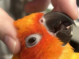 Beak Health