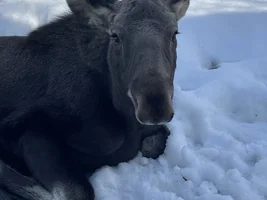 Not a pet but a moose!