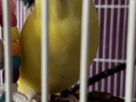 Cricket’s thread!