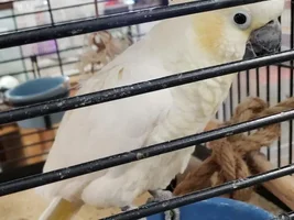 18 year old Cockatoo