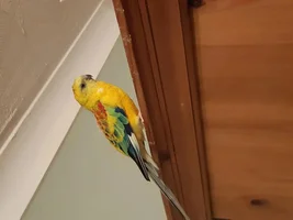 Opaline red rump parakeet
