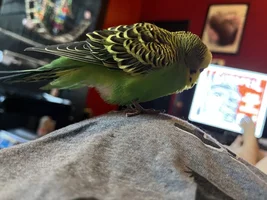 Iām scared! My budgie isnāt molting but not himself. Returned back home. Parents had to babysit. Hes so happy then looks miserable. His toe injury?