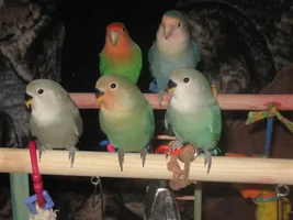pics of my baby love birds
