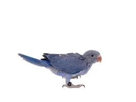 Seeking advice - New IRN