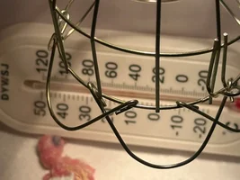 Newly hatched babies keep dying