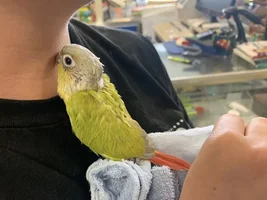 Lemme see ya favorite pics of your birbies 👁️👄👁️