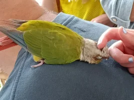New green cheek conure, and a question!
