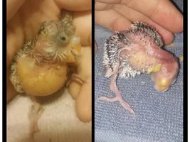 12 Day old Budgie with Head Tilt. NEED HELP!!